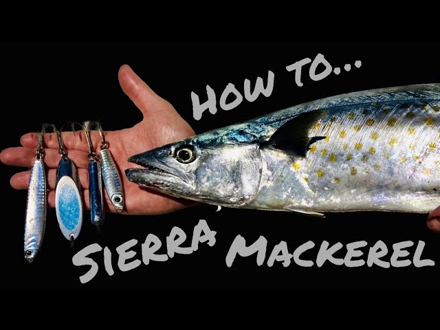 best fishing pole for florida Best Saltwater Fishing Rods for 2026