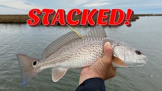 Marshes Absolutely CRAWLING with Legal Redfish! by Marsh Man Masson 6,402 views 3 months ago 15 minutes