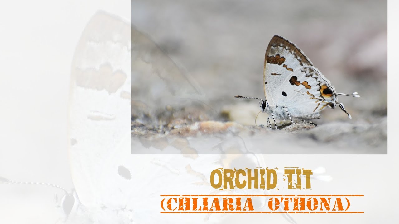 A Short documentation of Orchid Tit