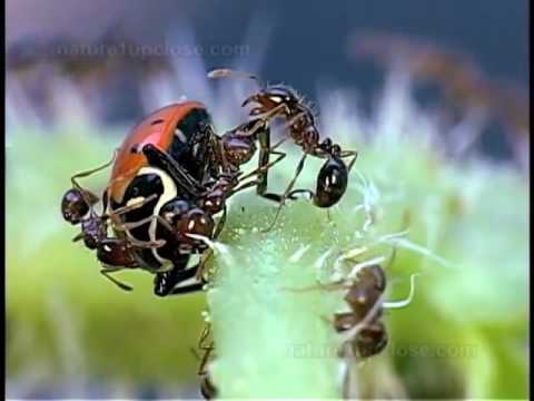 Video: Aphid Epal-pisang Yang Jahat