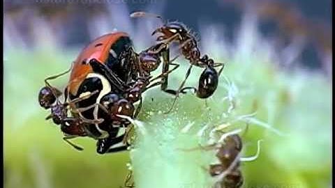 Ants defending aphids from ladybeetles #103