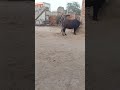 #baffalo 🐃😅👍🏻#baffalo #murrah Buffalo ll Bull#farming
