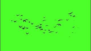 Flying birds green screen
