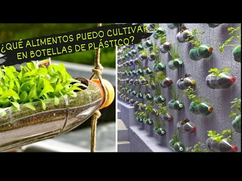 Video: Lagenaria: Cómo Cultivar En El Jardín Una Botella Comestible