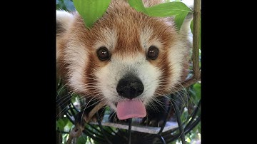 LEETCODE HARD - Jump Game II - JAVASCRIPT