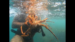 Shallow Water Rock Lobster