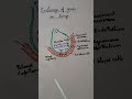 Exchange of gases in lungs