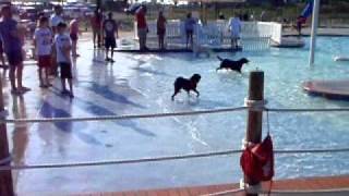 Ida Lee Park Dog Swim 2011