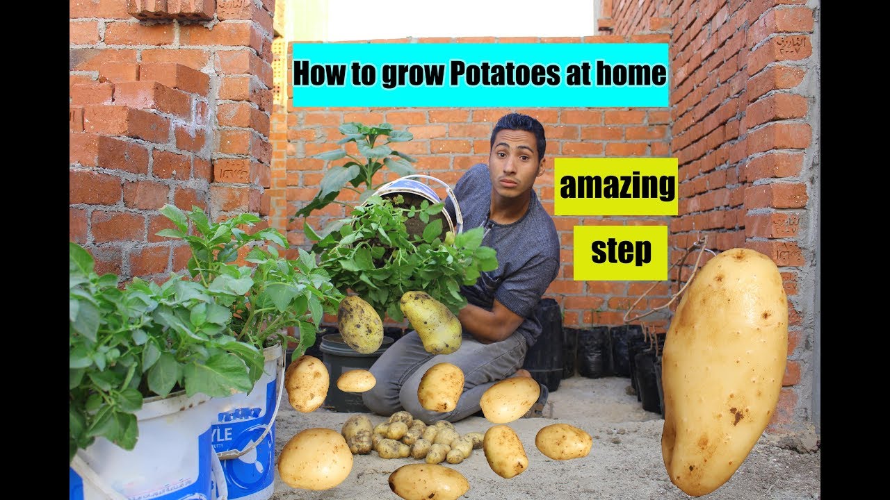 البطاطس طلعنا بنزرعها غلط  | لأول مره | فيديو كامل grow potatoes at home