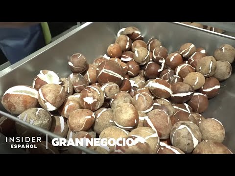 Video: ¿Crecerán cocos en el Reino Unido?