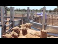 Custom Sheep Yards with Classing Race | Paul Brown | Projects | Arrowquip