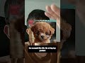 Investigation | Cloning TK Video Workflow