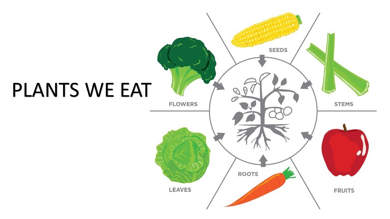 We eat перевод. Plants we eat. Different Parts of a Plant. The Plants Parts we eat. Црфе зфкеы ща Здфтеы ВЩ цу фуе.