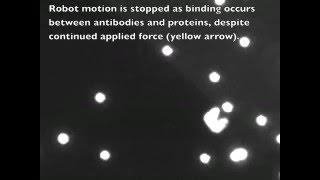 Assessment of Protein Binding Using Magnetic Microrobots in Fluid