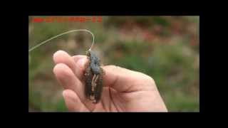 Miniature de la vidéo Pêche du black-bass au leurre souple Reins Ring Craw 3