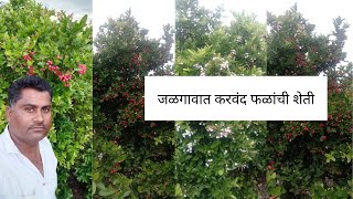 Patil Fruits - Karonda Fruit Harvesting in Jalgaon - Farm Tour in Marathi - Karvand Harvesing