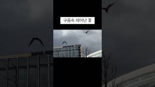 그림같은마카우들 #코카투 #자유비행 #마카우 #앵무새 #앵무새비행 #parrot #서울식물원