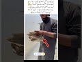 A Man Brought the Holy Quran to the Riverbank What Was the Purpose? 📖#islamicvideo#youtubeshorts