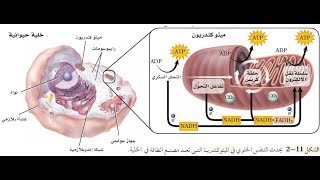 التنفس الخلوي الجزء الأول