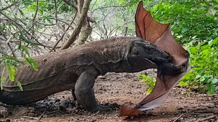 10 Dangerous Animals You Should Run Away From