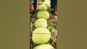 super sharp machete tool that is very easy to use to split pumpkins #shorts