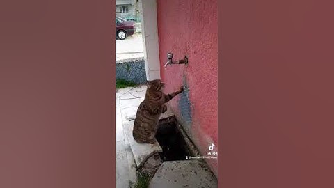 تلاوة بصوت الشيخ ماهر المعيقلي سبحان الله