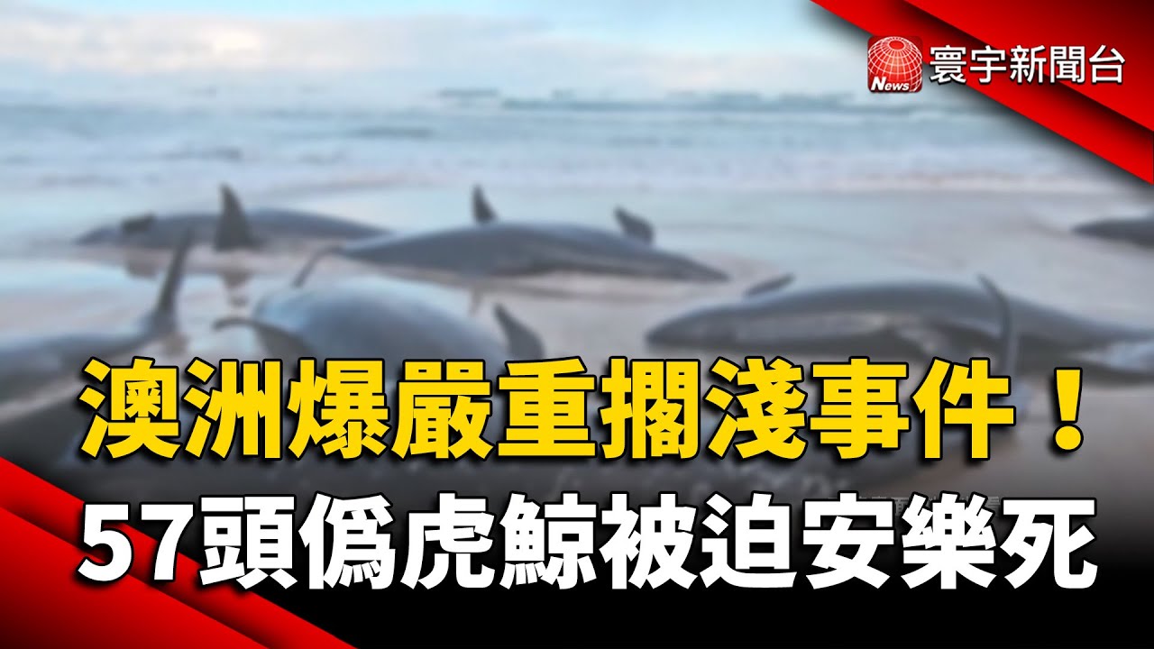 57頭偽虎鯨擱淺北澳沙灘 救援受阻.被迫安樂死｜