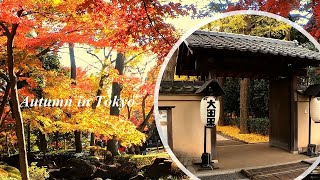 Autumn in Tokyo -- Colored Leaves and Illumination in a Japanese Garden | 紅葉スポットー東京大田黒公園の紅葉とライトアップ