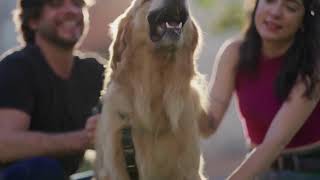 Essential Protection Dog Commands Every Owner Should Master