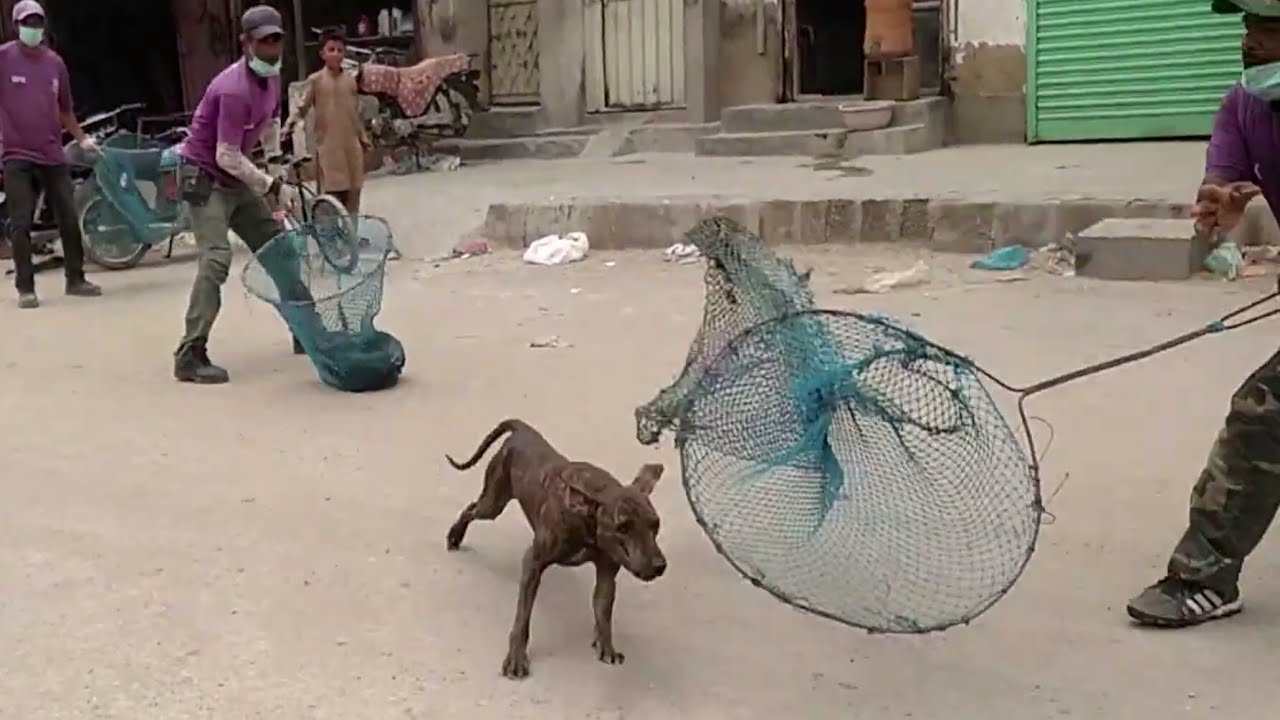 DoG CATCHING in Karachi Pakistan YouTube