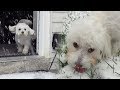 Puppy’s First Snow Day! *Cutest Reaction*