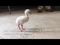 Flamingo chick plays follow-the-leader