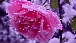 Secret Garden - Lament For A Frozen Flower