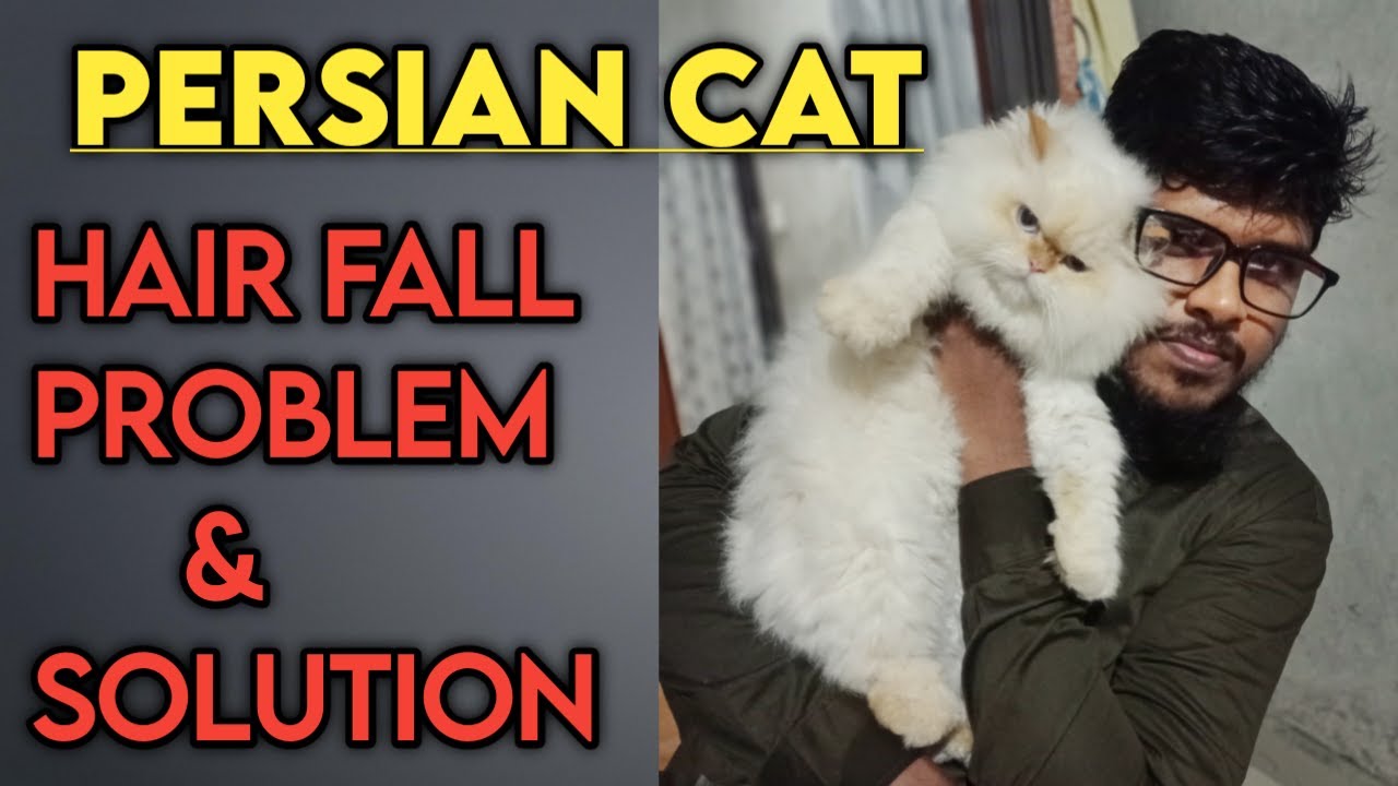 cat hair fall solution in hindi | persian cat hair fall solution - YouTube