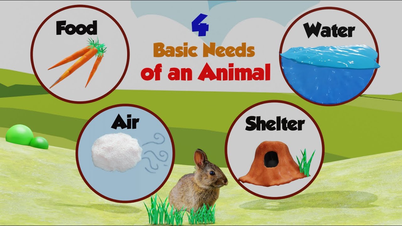 The Needs Of An Animal Needs Of Living Things Animal Needs Basic 