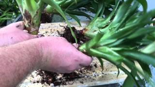 BROMELIAD CARE:  PROPAGATING METHODS BY SEEDS AND DIVIDING PUPS