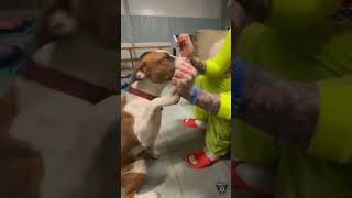 BCSO: Bondable Pup October