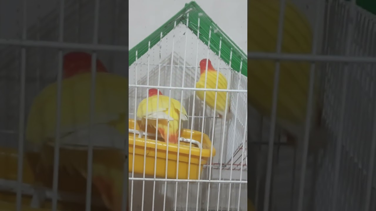 লাভ বার্ড জোড়া