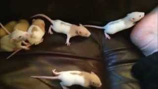Ruby's litter with their eyes open