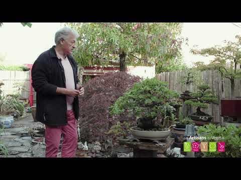 How to Make a Bonsai? Creating a Bonsai Yourself
