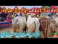 Multan cow mandi  qurbani 2024  cholistani sahiwal bachre  cow mandi 2024  multan janwar mandi