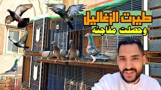 طيرت الزغاليل وحصلت مفاجئه فرحتني في الاخر