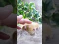 まだまだお目目は開かないよ〜