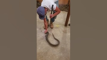 Thumbnail of Rattlesnake Bites Man || ViralHog