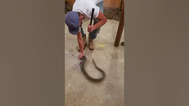 Rattlesnake Bites Man || ViralHog