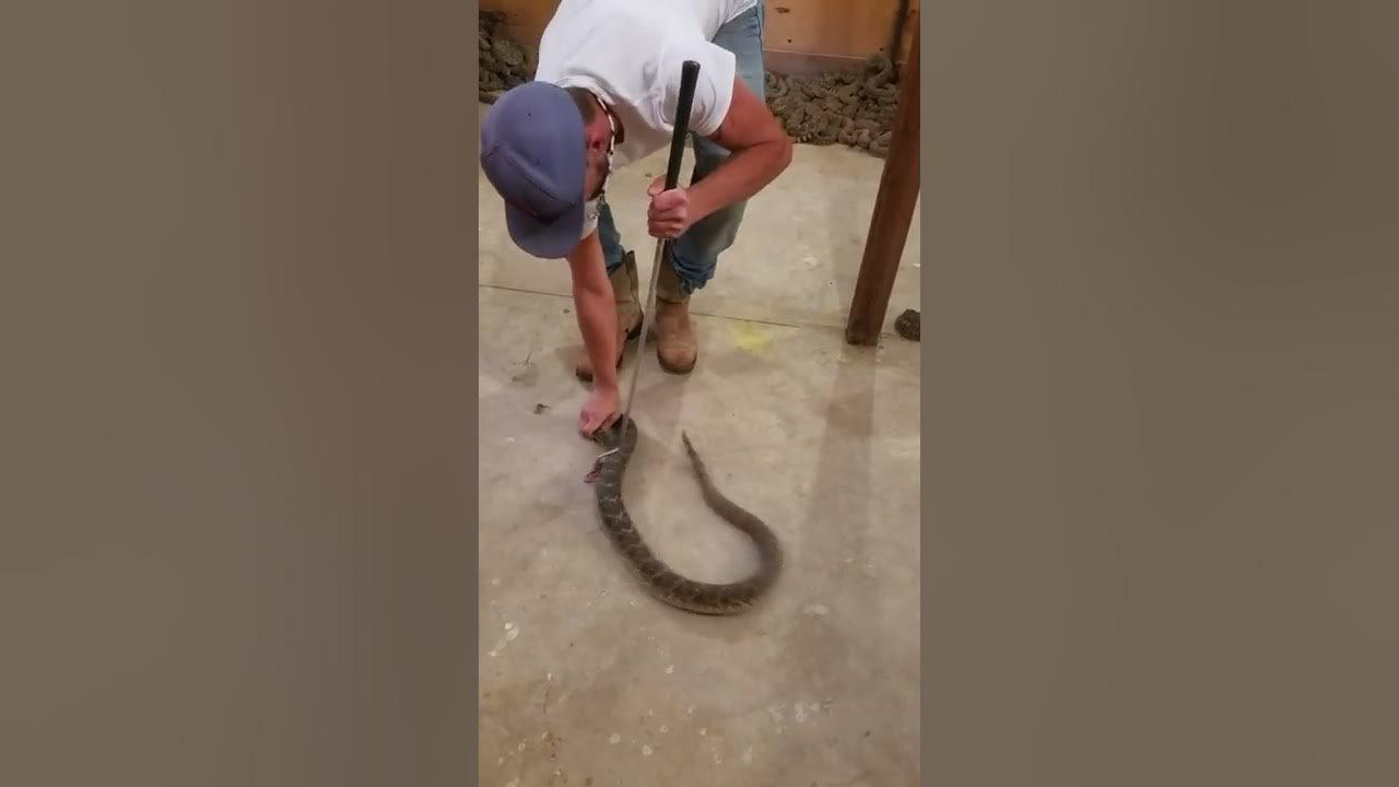 Rattlesnake Bites Man || ViralHog Rattlesnake Bites Man || ViralHog