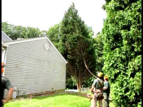 Basic K boom tree removals