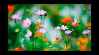 Delta Waves Sleep Music: Relaxation for Bedtime with Flower Power