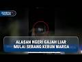 Rusak 1,5 Hektar Kebun, Kawanan Gajah Liar Terobos Pemukiman Pekanbaru