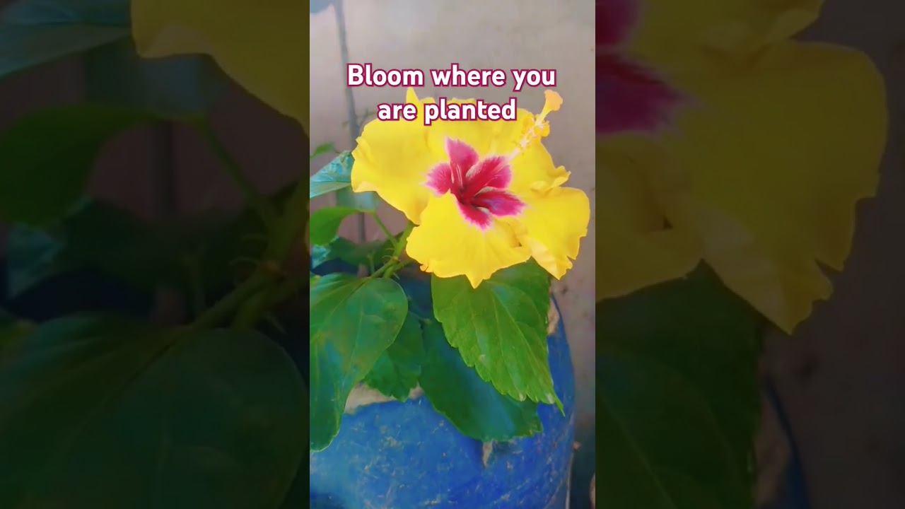 Just be you and bloom🌺